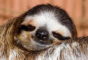 Image result for Sloth Face Looks Like Human