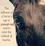 Image result for Best Horse Quotes