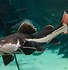 Image result for Fish Adaptations