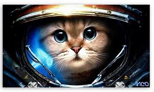 Image result for Space Cat Wallpaper 4K UHD