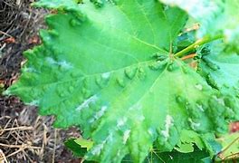 Image result for Grape Leaf Pests