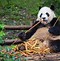 Image result for Giant Panda Diet