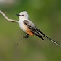 Image result for Long-Tailed Flyers