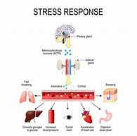 Image result for Brain Stress