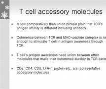Image result for Accessory Molecule