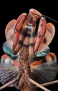 Image result for Beautiful Praying Mantis