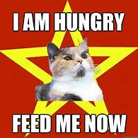 Image result for Hungry Cat Meme