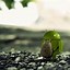 Image result for Android 8 Standard Wallpaper