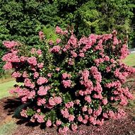 Image result for Lagerstroemia indica CORAL MAGIC