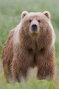 Image result for iPhone 8 Plus Bear Brown