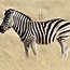 Image result for Oval Zebra