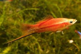 Image result for Long Stick Like Fish