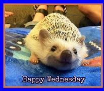 Image result for Happy Wednesday Cute Animals