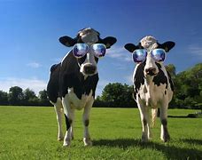 Image result for Funny Cow Photos Non Copyright