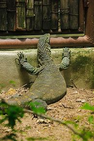 Image result for Biggest Lizard Ever