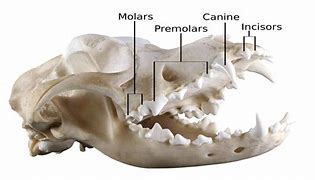 Image result for Dog Canine Tooth Anatomy