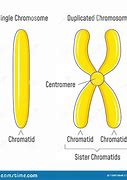 Image result for Bio Photo Chromosome Duplicated