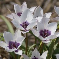 Tulipa humilis var. pulchella Albocaerulea Oculata Group 的图像结果