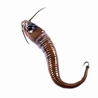 Image result for Worm On Hook Clip Art