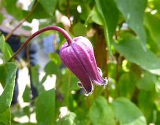 Image result for Clematis Bud
