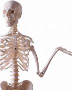 Image result for Human Skeleton Transparent