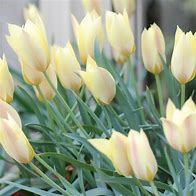 Image result for Tulipa Honky Tonk