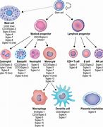 Image result for Siglec 1 Monocytes Pathway