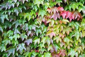 Image result for House Plant Ivy with Red Center