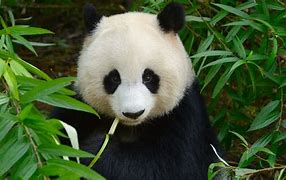 Image result for Big Panda