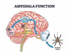 Image result for Amygdala Anxiety