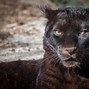 Image result for Panther Walking Side View