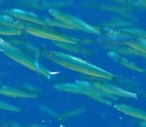 Image result for Sprat Fish Blue