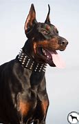 Image result for Doberman Dog Collar