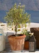Image result for Arbequina Olive Tree Indoors
