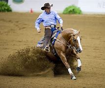 Image result for Reining Horses Champions