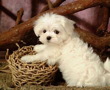 Image result for Maltese Puppies Wallpaper