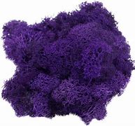 Image result for Purple Fringe Fairy Moss