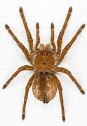 Image result for goliath bird eater spiders