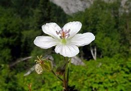Image result for Geranium richardsonii