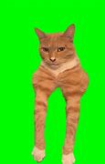 Image result for Orange Cat Drooling Meme