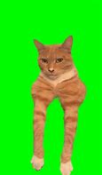 Image result for Orange Cat Smile Meme