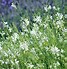 Image result for Gaura lindheimeri White Dove