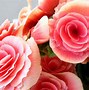 Image result for Flower Background Images