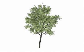 Image result for Tree Structure 3D Warehouse