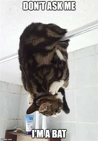 Image result for Cat with a Bat Meme