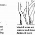 Image result for Branch Pencil Drawing