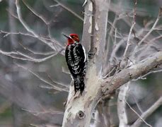 Image result for Sphyrapicus Picidae