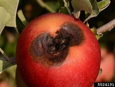 Image result for Apple Allergy Symptoms