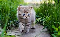 Image result for Funny Cute Cat Names