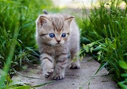 Image result for Kitty Animal Cute